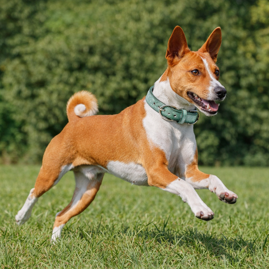 TGinger Classic · Matte Leather Collar — Deep Forest