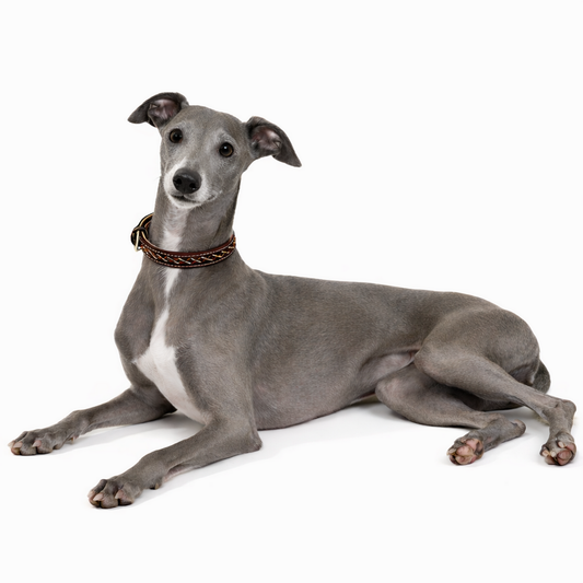 TGinger Woven · Two-Tone Leather-Woven Collar