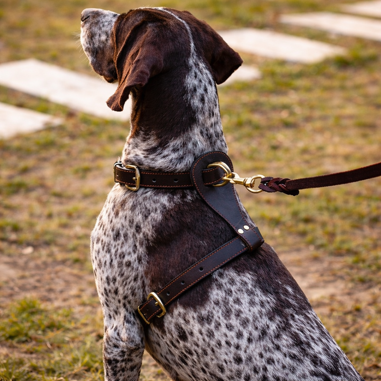 TGinger Classic · Full-Grain Leather Harness — Minimal Edition