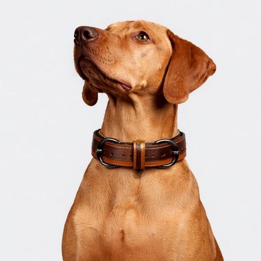 TGinger Heritage · Calf Leather Collar — Deep Brown