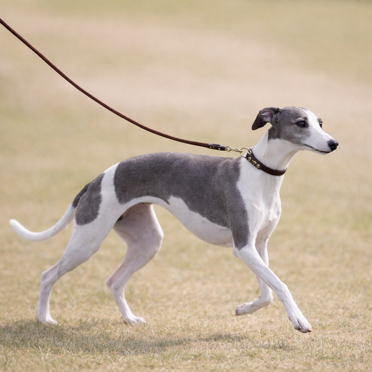 TGinger Classic · Lightweight Leather Leash