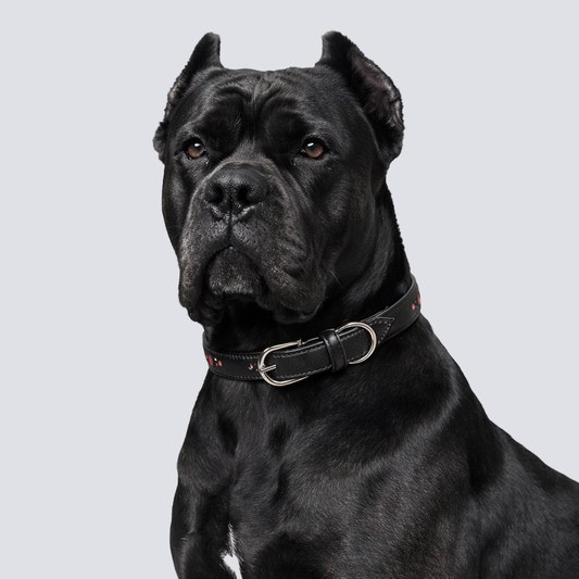 TGinger Heritage · Calf Leather Collar — Red Dot