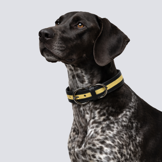 TGinger Heritage · Calf Leather Collar — Signal